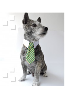 Corbata con cuello para mascotas